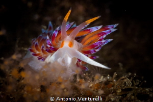 I took this photo one second before this Cratena nudibran... by Antonio Venturelli 